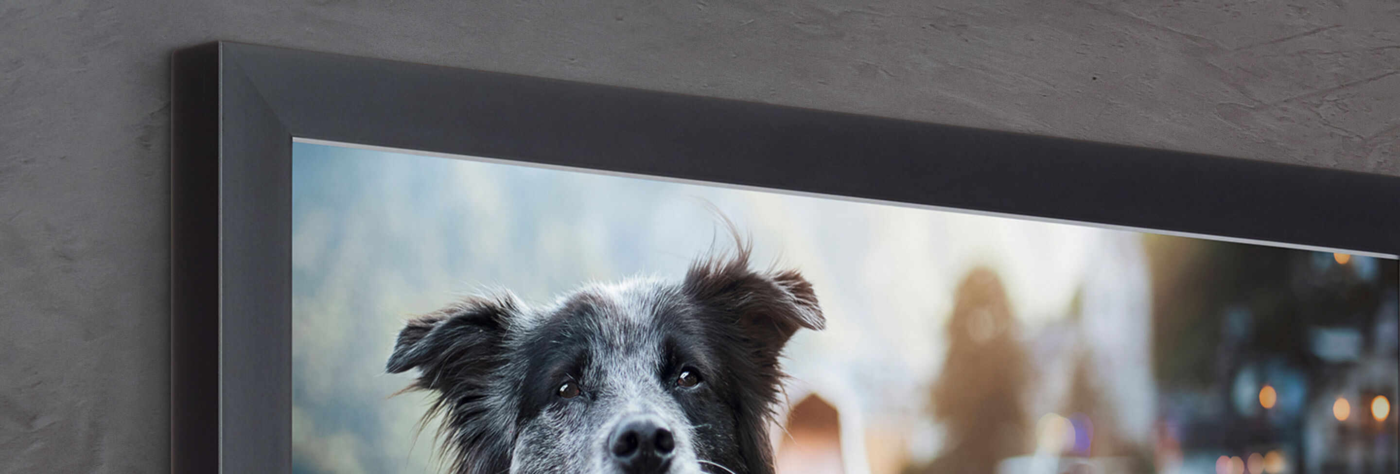 En kærlig Border Collie med bløde øjne, der sidder på en moderne grå baggrund.