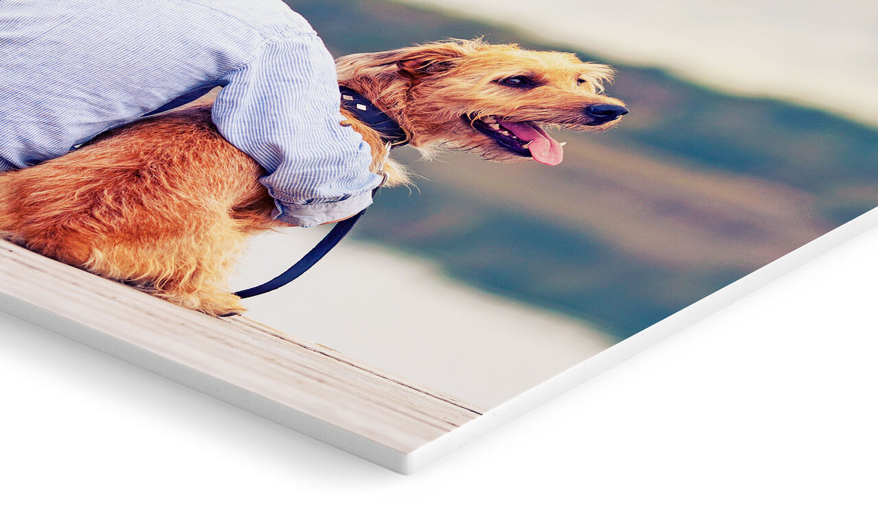 En glad hund sidder ved sin ejer og nyder øjeblikket.